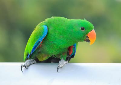 Eclectus